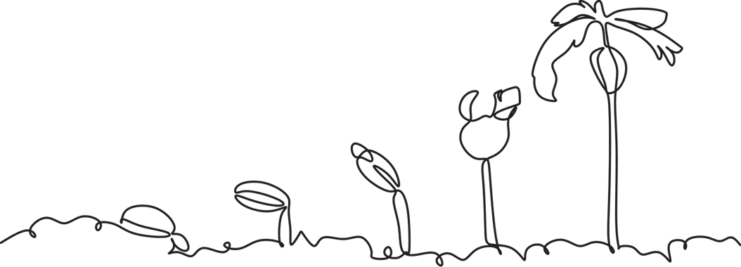 Dessin au trait continu d’une plante qui passe de la graine à une tige feuillue